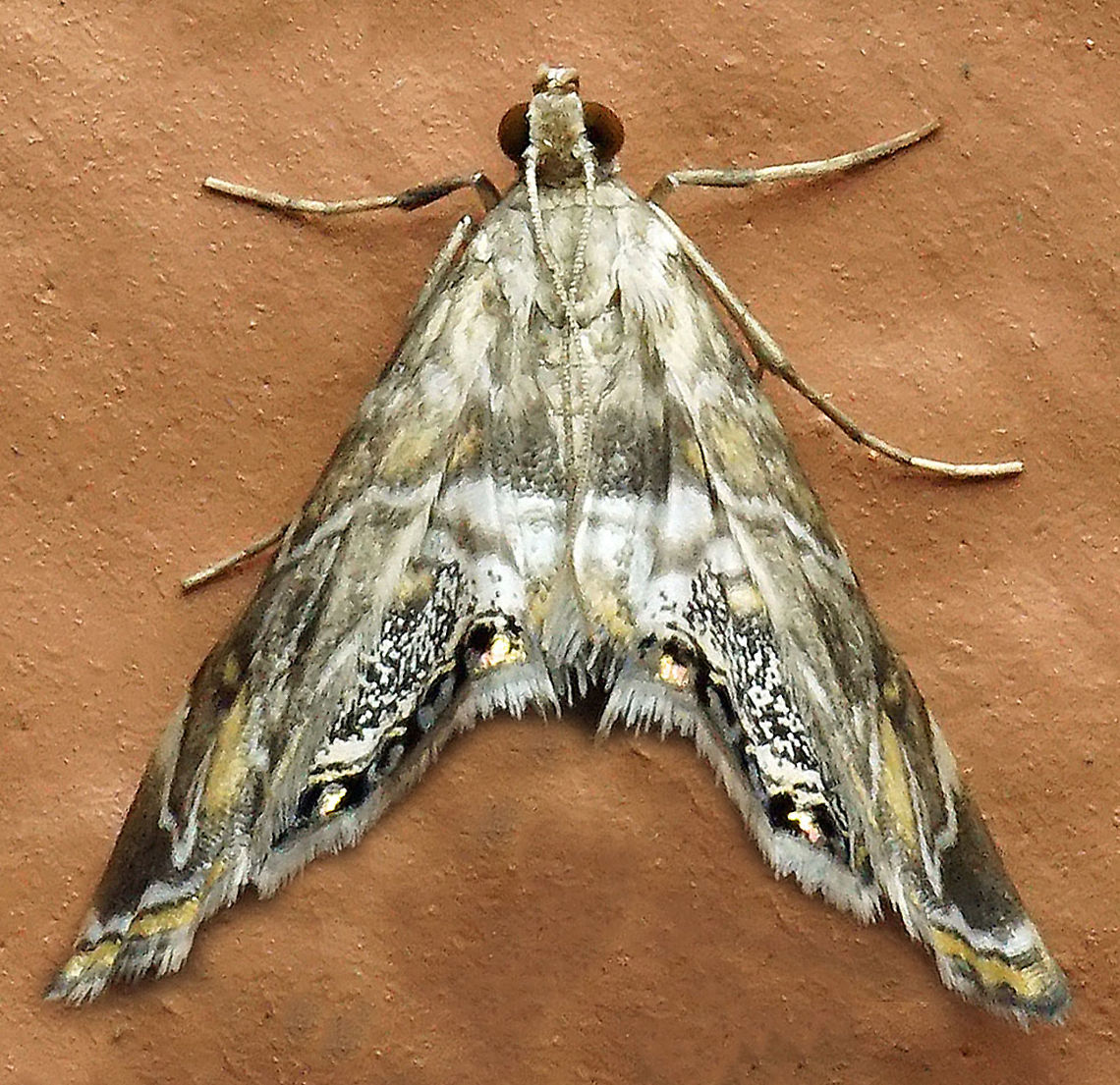 Petrophila sp. Dapa, Valle Del Cauca,<br />
2100m