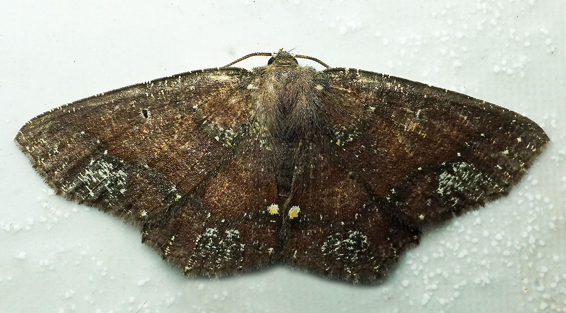 #857 Dapa, Valle Del Cauca,<br />
2100m