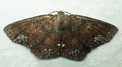 #857 Dapa, Valle Del Cauca,
2100m