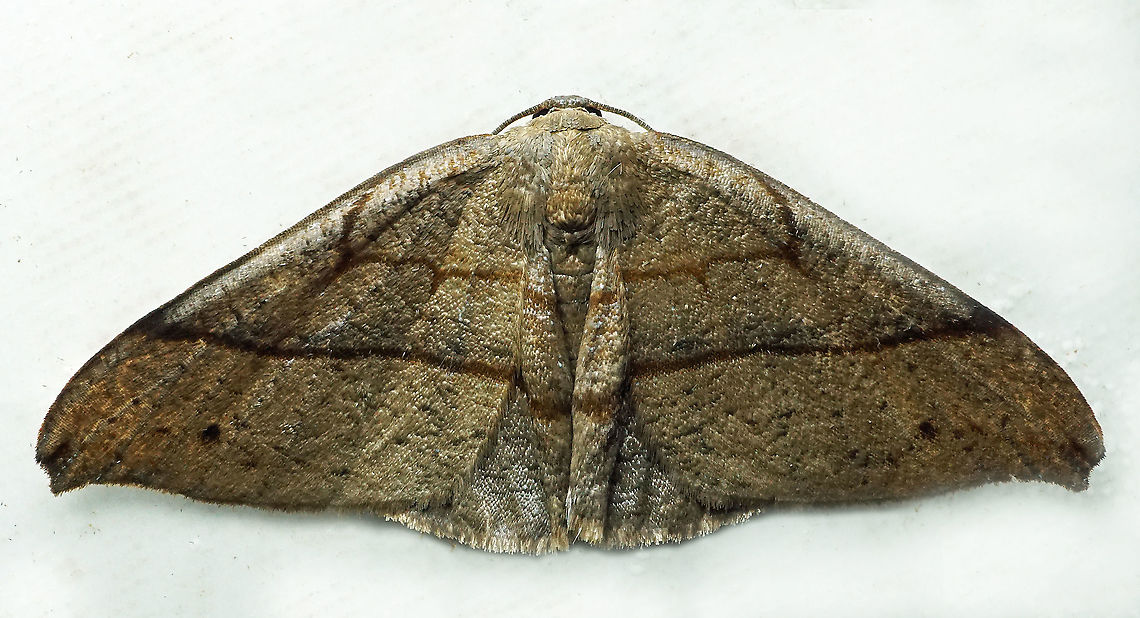 #858 Dapa, Valle Del Cauca,<br />
2100m