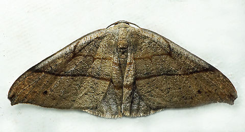 #858 Dapa, Valle Del Cauca,
2100m