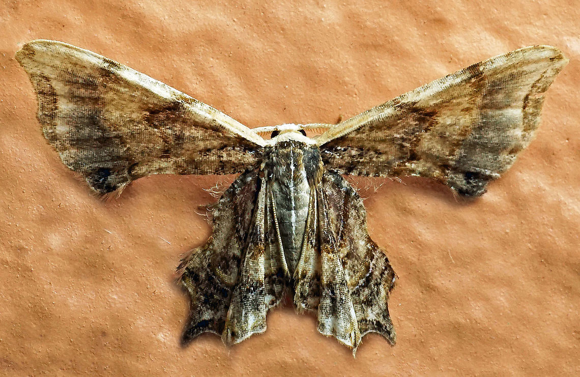 #859 Dapa, Valle Del Cauca,<br />
2100m