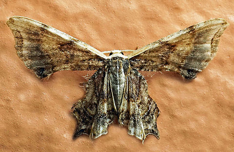 #859 Dapa, Valle Del Cauca,
2100m