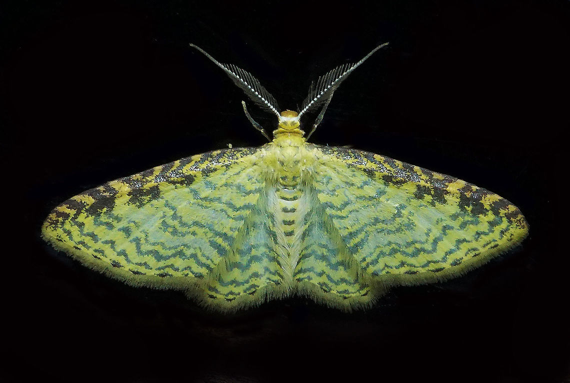 Eois adimaria Dapa, Valle Del Cauca<br />
2100m Eois adimaria