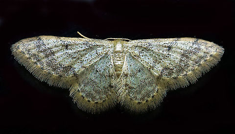 Idaea sp. Dapa, Valle Del Cauca
2100m