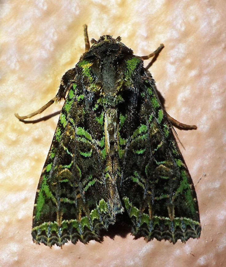 Heterochroma sp. Dapa, Valle Del Cauca<br />
2100m