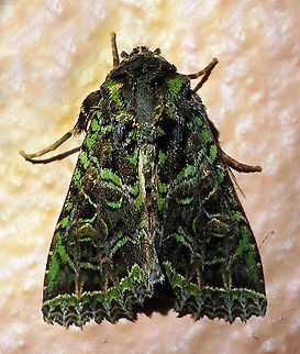 Heterochroma sp. Dapa, Valle Del Cauca
2100m