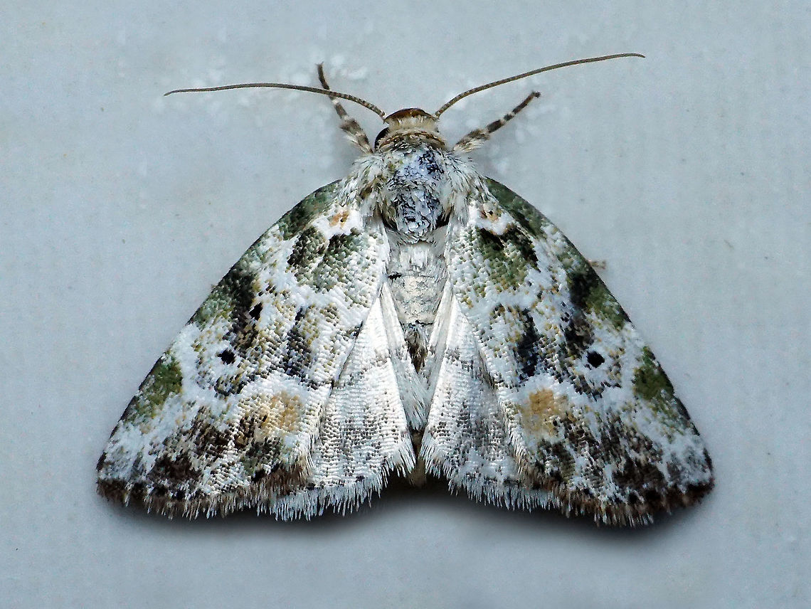 Chytonix elegans Dapa, Valle Del Cauca<br />
2100m Chytonix elegans