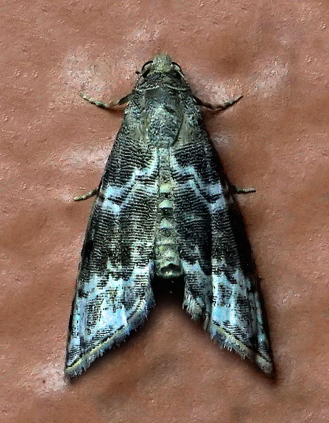 #861 Dapa, Valle Del Cauca<br />
2100m