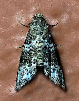 #861 Dapa, Valle Del Cauca
2100m