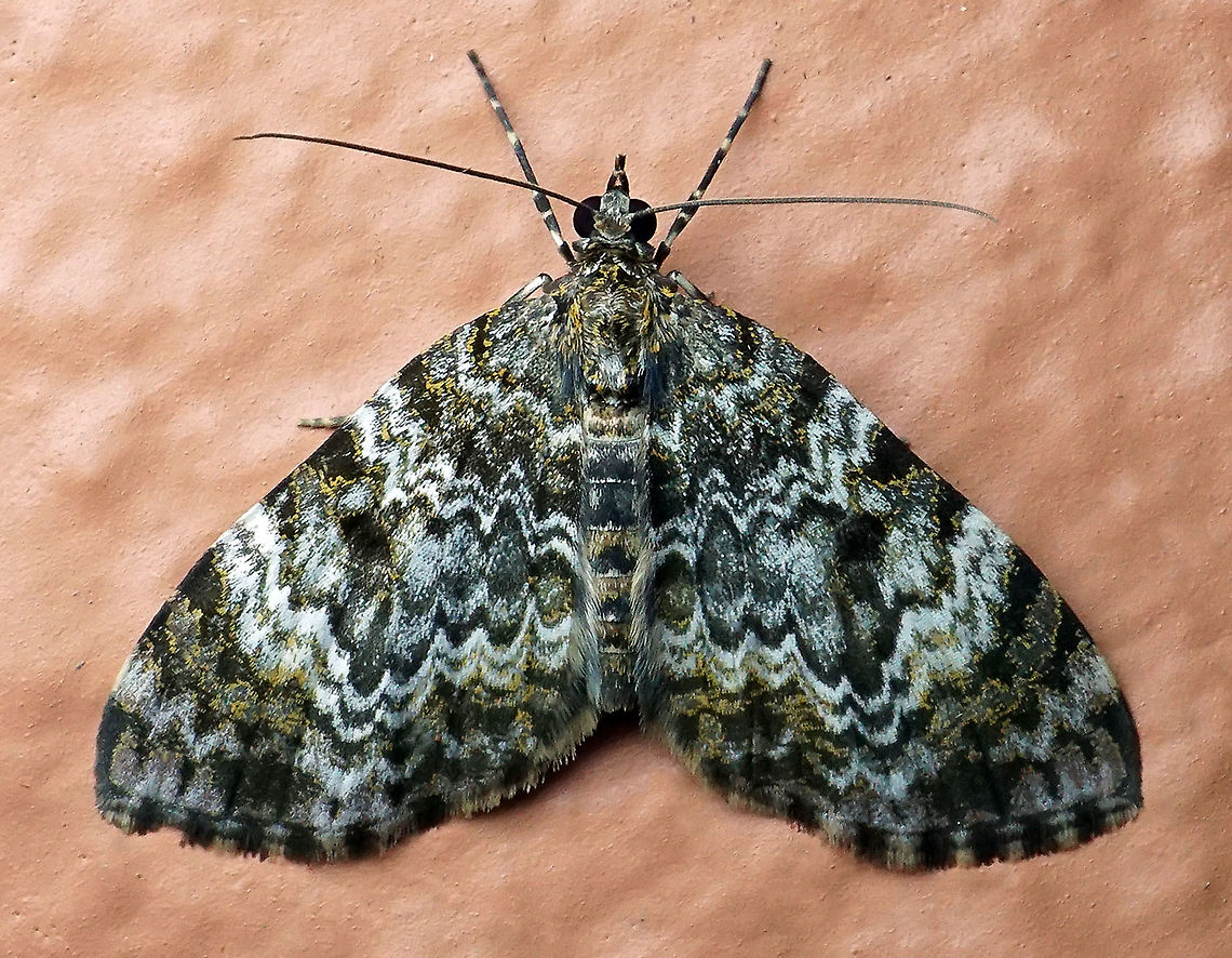 Spargania sp. Dapa, Valle Del Cauca<br />
2100m