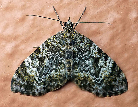 Spargania sp. Dapa, Valle Del Cauca
2100m