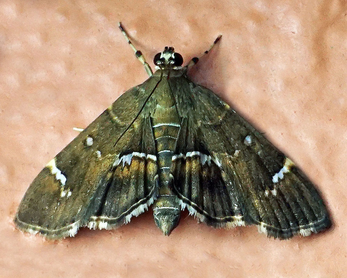 Hymenia perspectalis Dapa, Valle Del Cauca<br />
2100m Hymenia perspectalis,Spotted Beet Webworm Moth