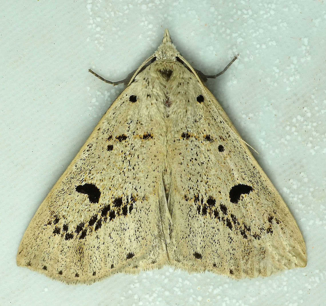 Herminodes partina Dapa, Valle Del Cauca<br />
2100m Herminodes partina