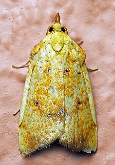 #685 Dapa, Valle Del Cauca
2100m