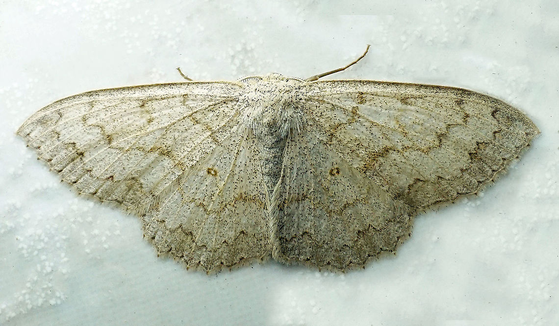 Perixera sp. Dapa, Valle Del Cauca<br />
2100m