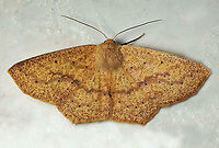 Sabulodes aegrotata Dapa, Valle Del Cauca<br />
2100m Sabulodes aegrotata