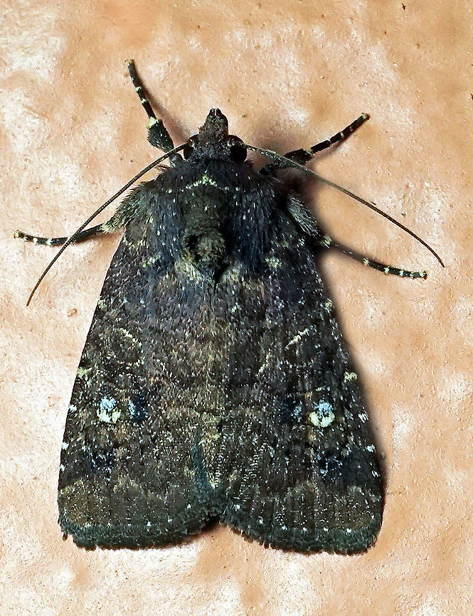 Condica vecors Dapa, Valle Del Cauca<br />
2100m Condica vecors,Dusky Groundling