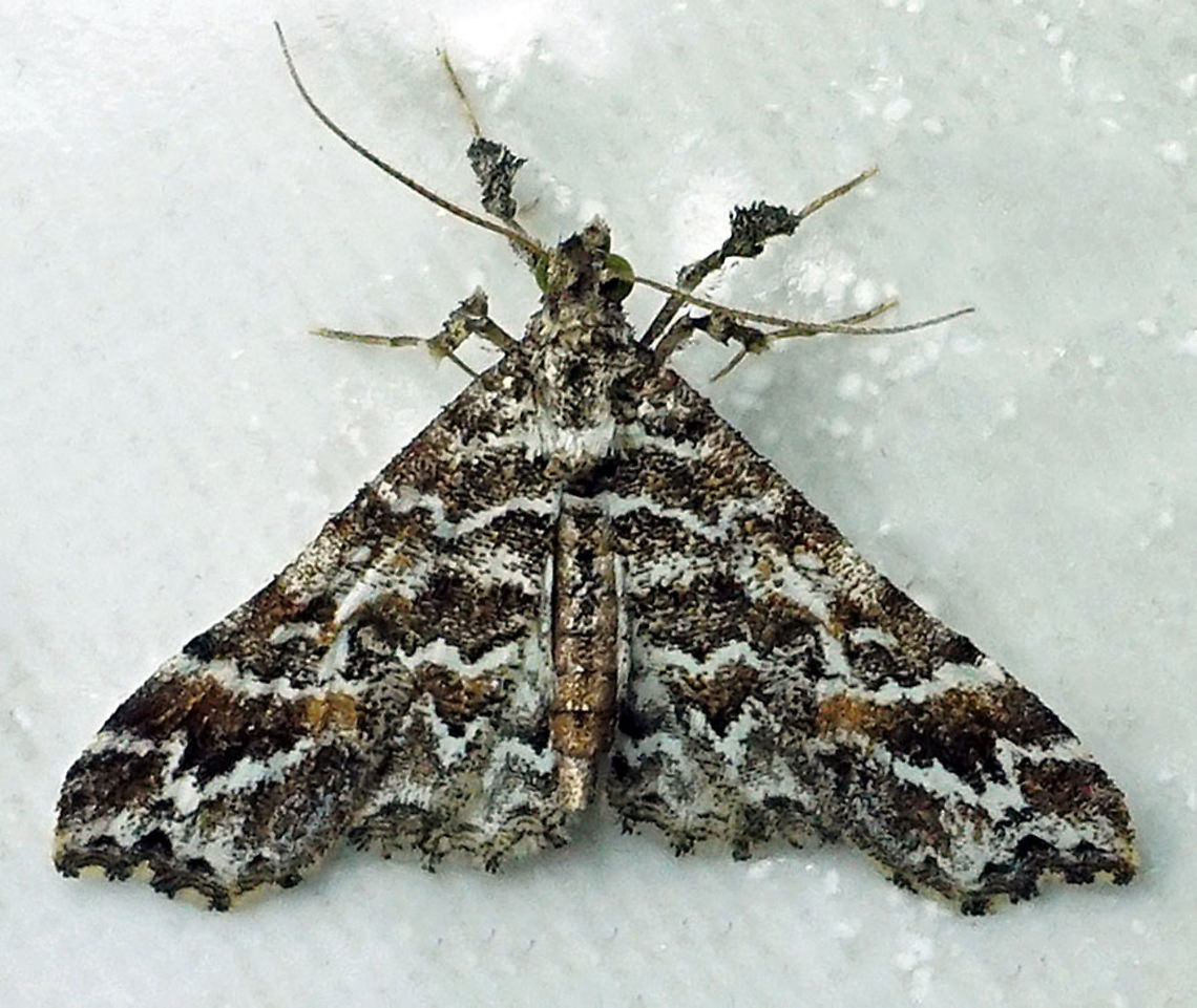 #688 Dapa, Valle Del Cauca<br />
2100m