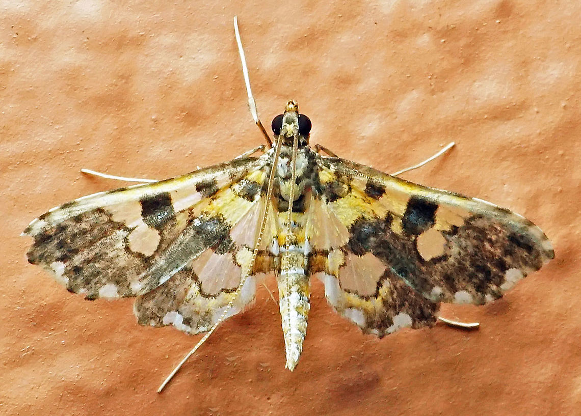 #689 Dapa, Valle Del Cauca<br />
2100m