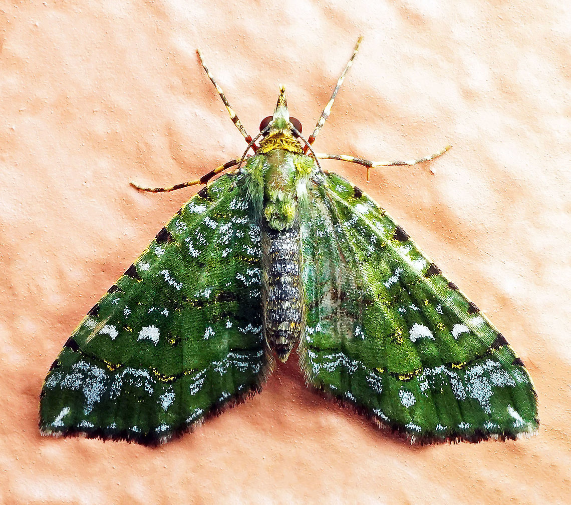 #690 Dapa, Valle Del Cauca<br />
2100m