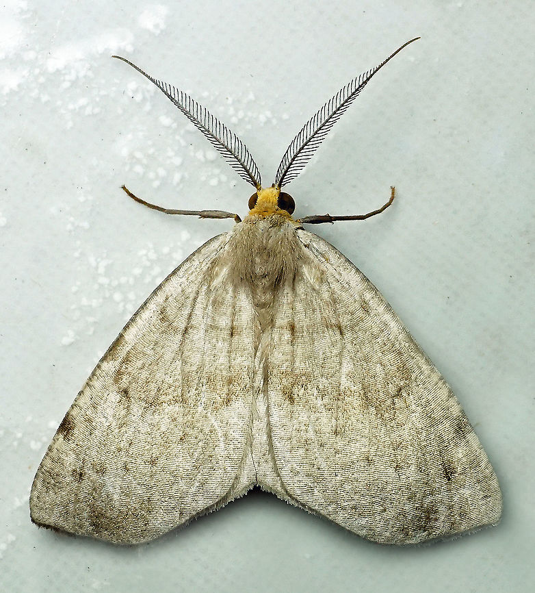 Lambdina sp. Dapa, Valle Del Cauca<br />
2100m