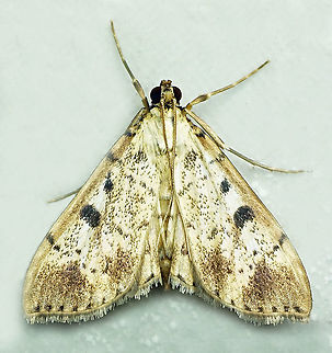 #693 Dapa, Valle Del Cauca
2100m