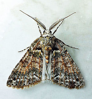 #695 Dapa, Valle Del Cauca
2100m