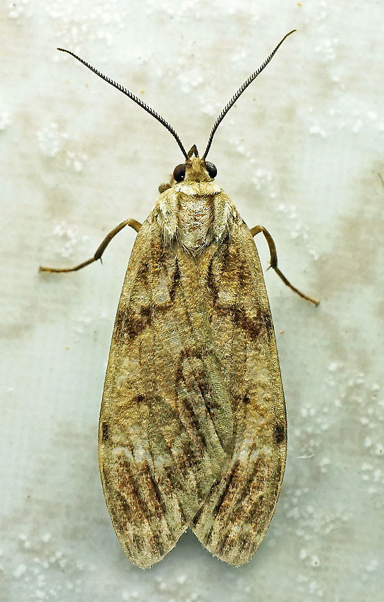 #696 Dapa, Valle Del Cauca<br />
2100m