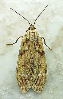 #696 Dapa, Valle Del Cauca
2100m