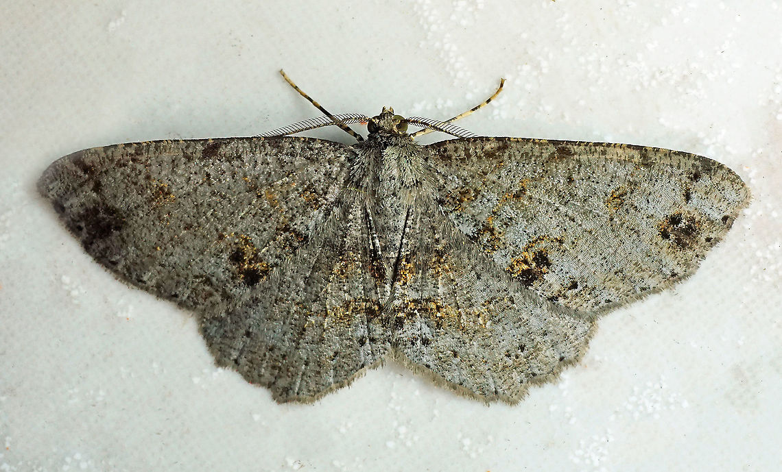 Melanolophia sp. Dapa, Valle Del Cauca<br />
2100m