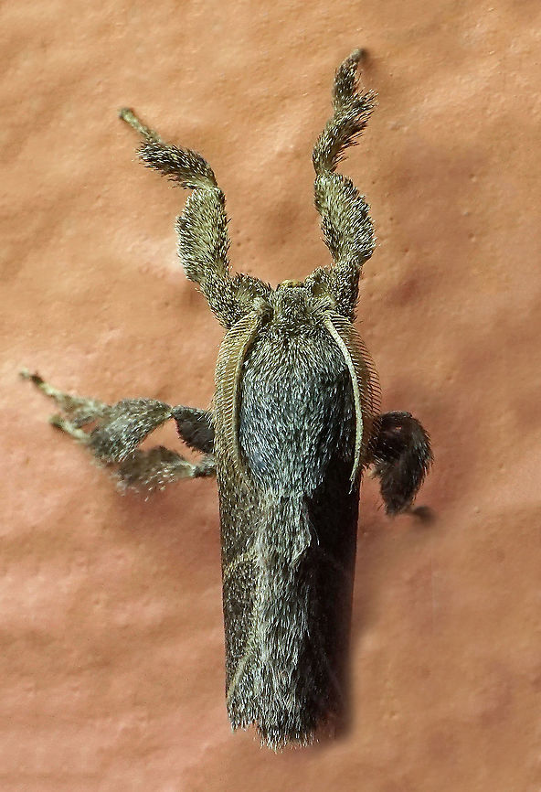 #698 Dapa, Valle Del Cauca<br />
2100m