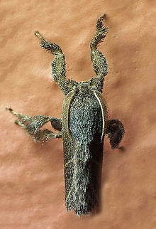 #698 Dapa, Valle Del Cauca
2100m