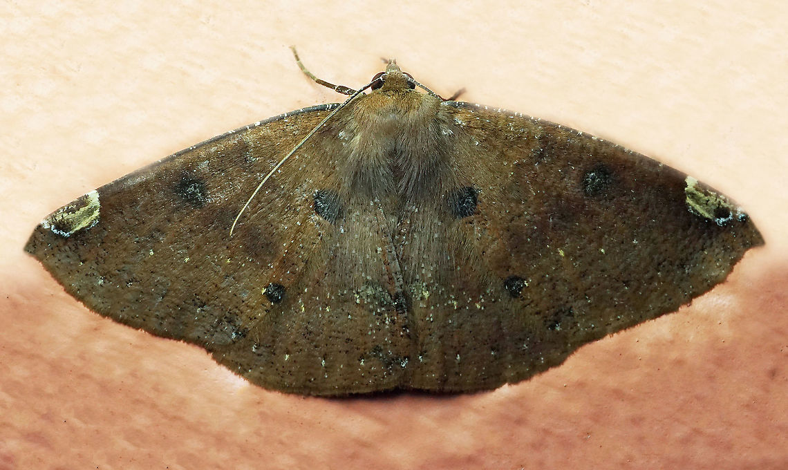 Herbita sp. Dapa, Valle Del Cauca<br />
2100m