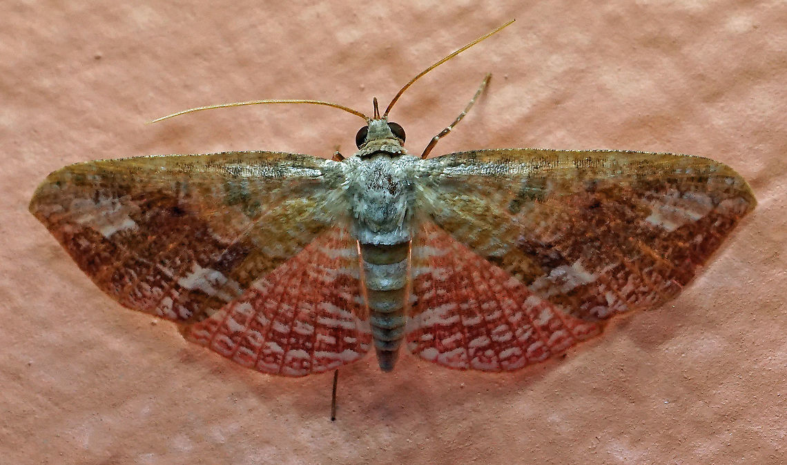 #699 Dapa, Valle Del Cauca<br />
2100m