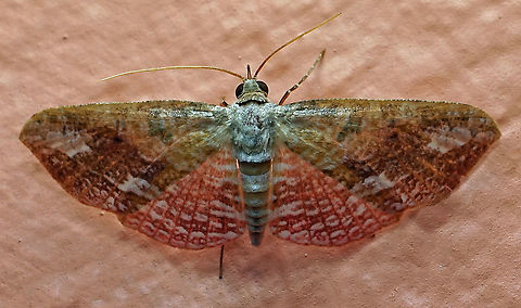 #699 Dapa, Valle Del Cauca
2100m