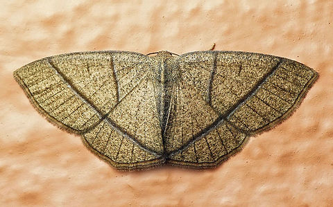 Mimosema sobrina Dapa, Valle Del Cauca
2100m Mimosema sobrina