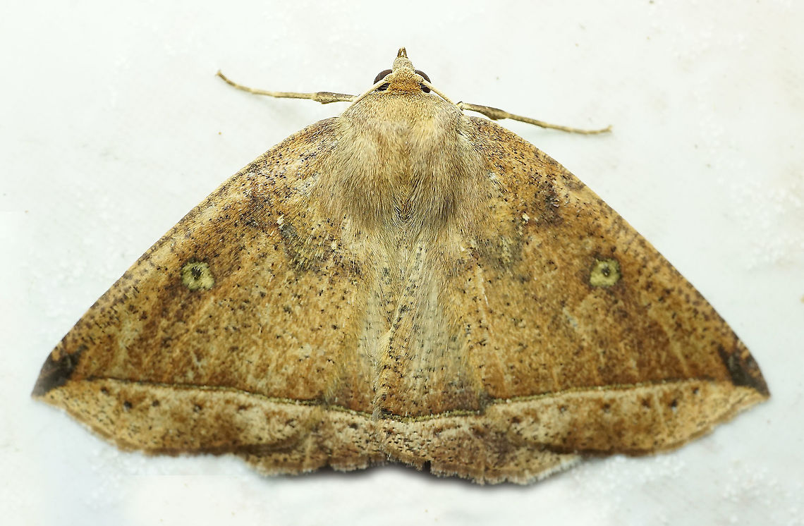 #701 Dapa, Valle Del Cauca<br />
2100m