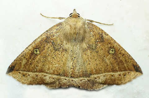 #701 Dapa, Valle Del Cauca
2100m