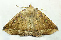 #701 Dapa, Valle Del Cauca<br />
2100m