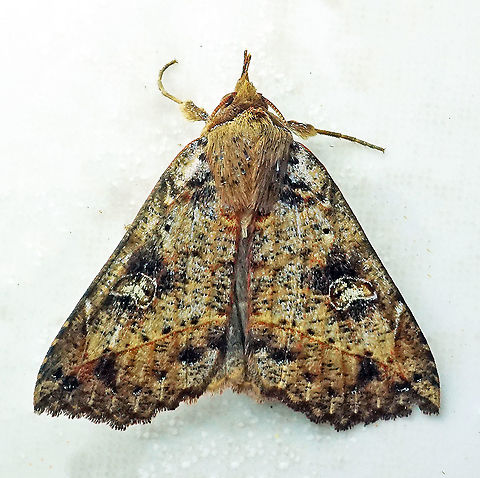 #702 Dapa, Valle Del Cauca
2100m