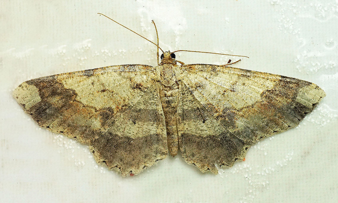 #703 Dapa, Valle Del Cauca<br />
2100m