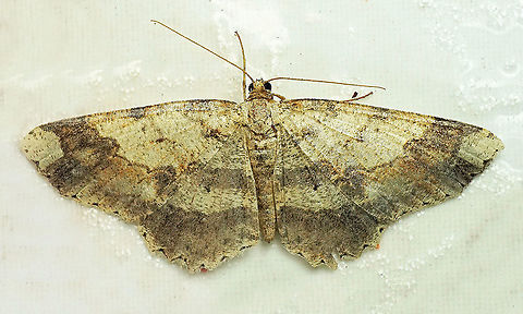 #703 Dapa, Valle Del Cauca
2100m