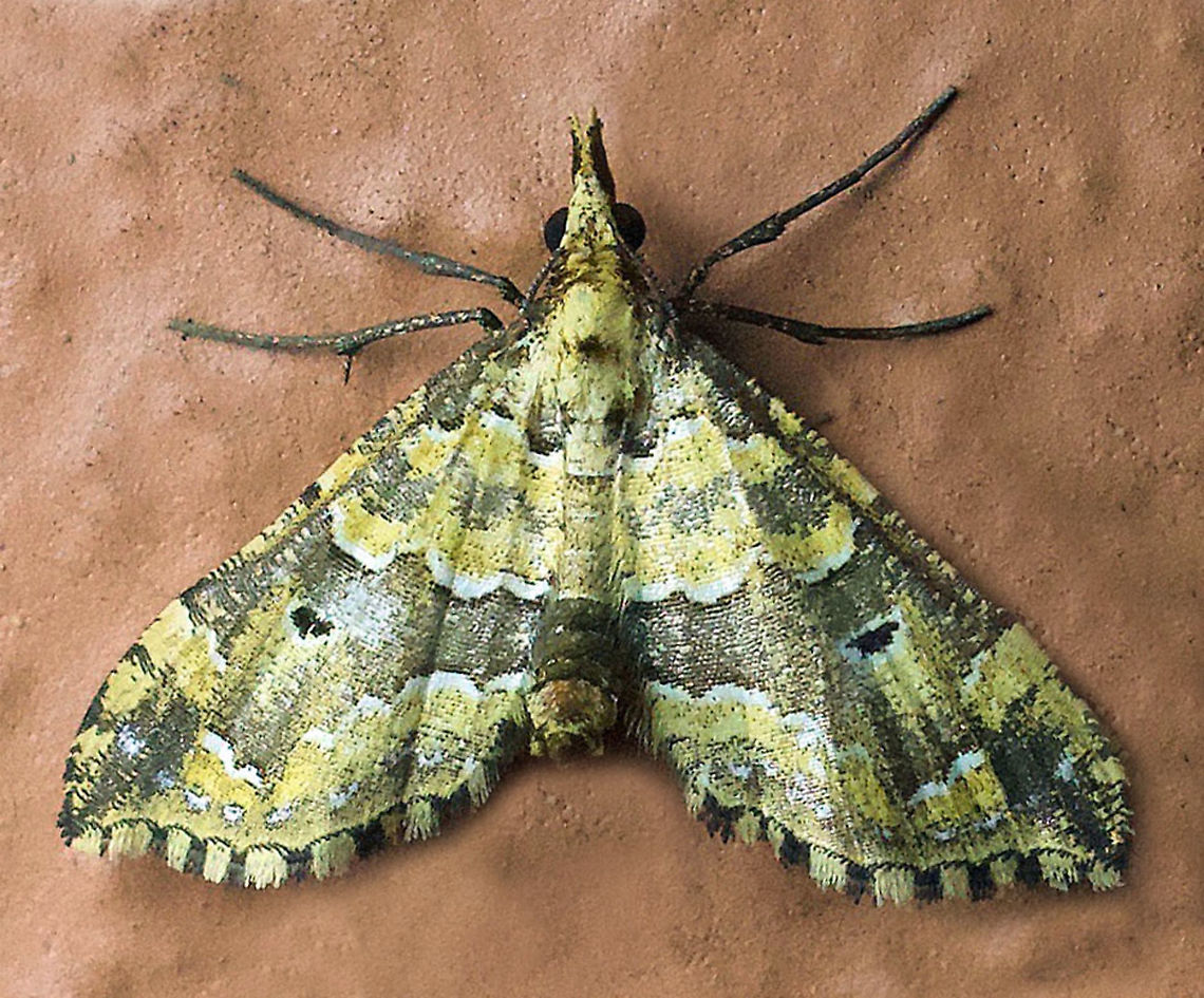 #704 Dapa, Valle Del Cauca<br />
2100m