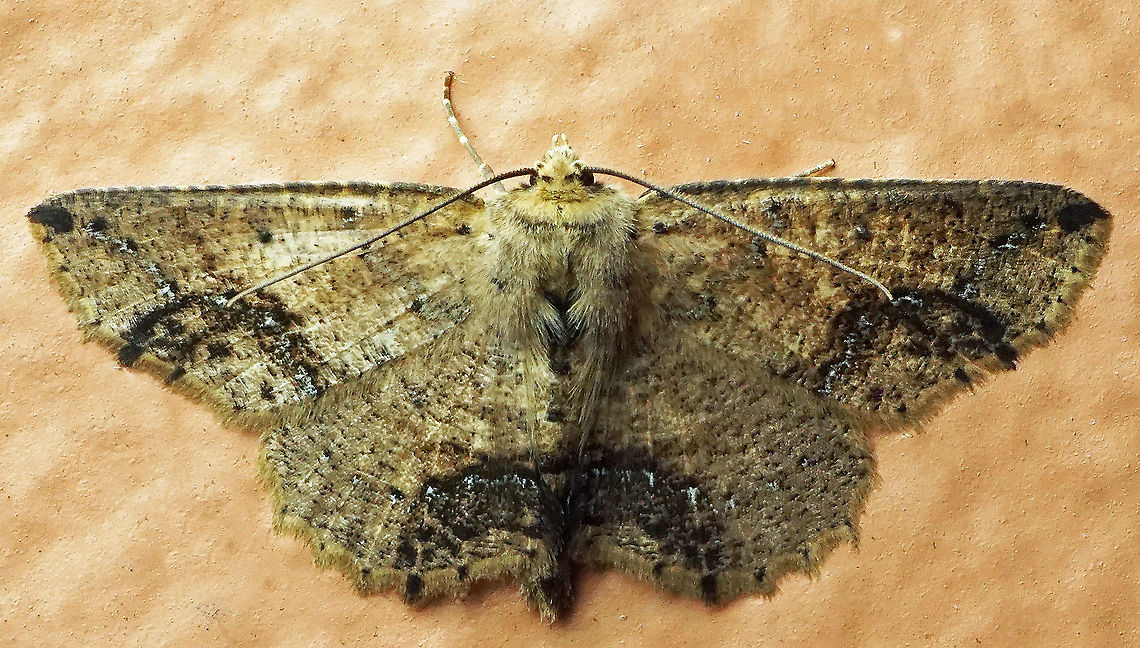 #705 Dapa, Valle Del Cauca<br />
2100m