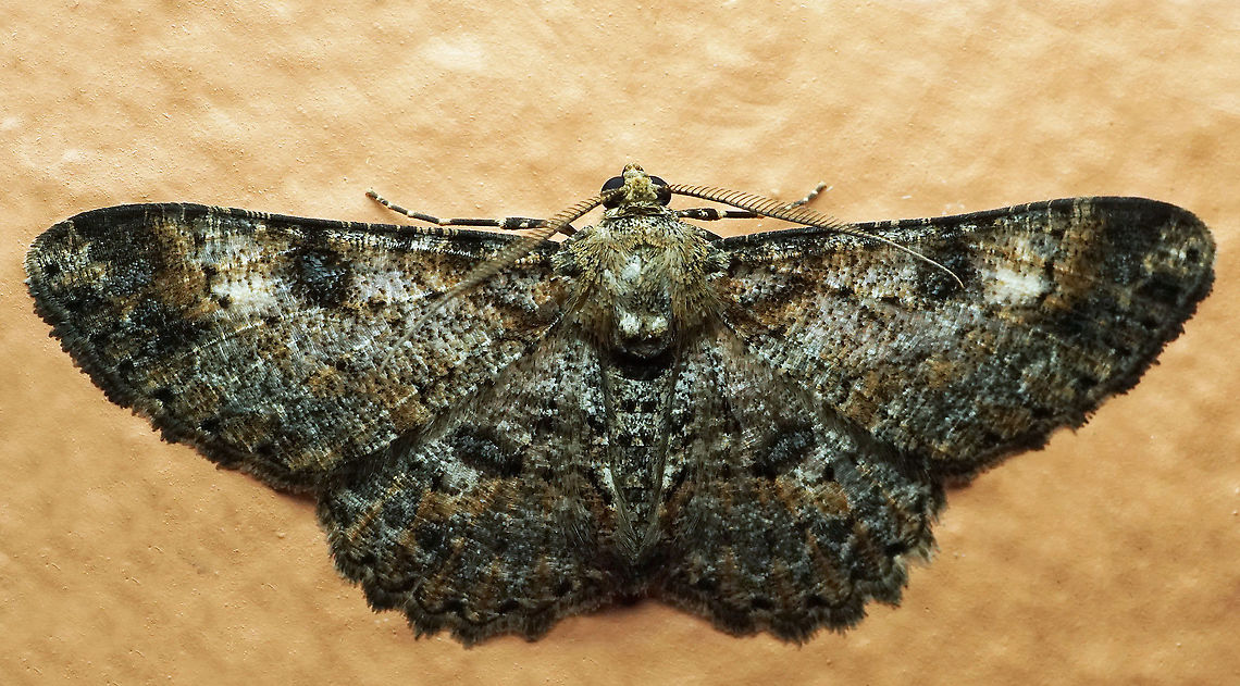 #706 Dapa, Valle Del Cauca<br />
2100m