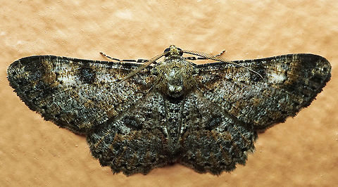 #706 Dapa, Valle Del Cauca
2100m