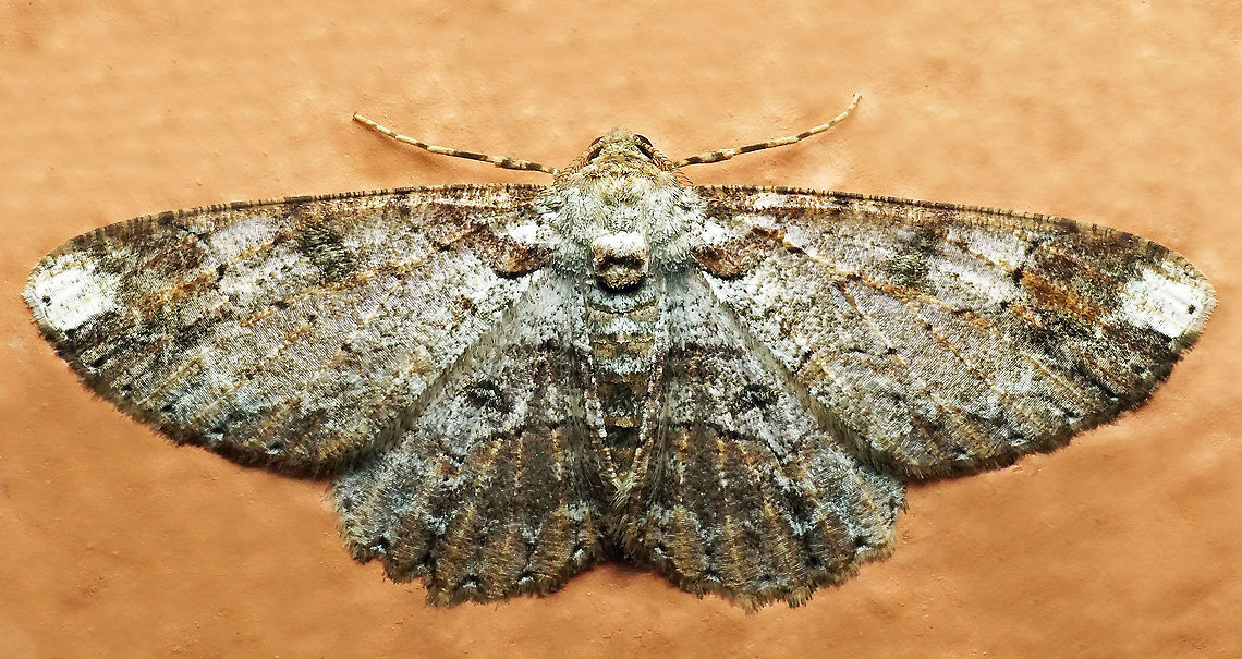 Iridopsis appetens Dapa, Valle Del Cauca<br />
2100m Iridopsis appetens