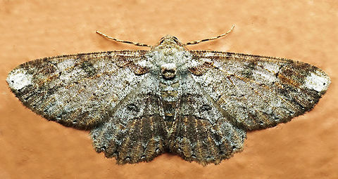 Iridopsis appetens Dapa, Valle Del Cauca
2100m Iridopsis appetens