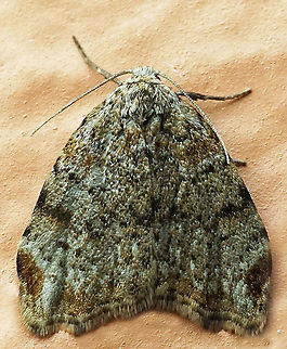 #708 Dapa, Valle Del Cauca
2100m